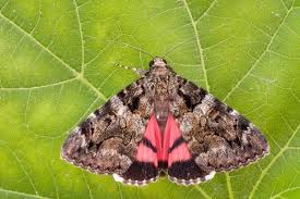 Attēlu rezultāti vaicājumam “Catocala sponsa”