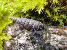 Attēlu rezultāti vaicājumam “Clausiliidae”