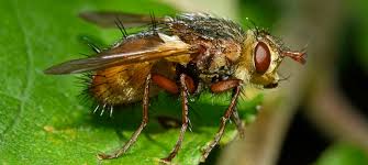 Attēlu rezultāti vaicājumam “Tachinidae”