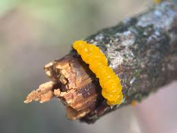 Attēlu rezultāti vaicājumam “Dacrymyces chrysospermus spores”