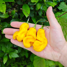 Afbeeldingsresultaat voor mme jeanette hot pepper