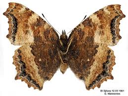 Attēlu rezultāti vaicājumam “Nymphalis xanthomelas underside”