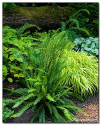 Attēlu rezultāti vaicājumam “Blechnum spicant”