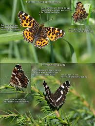 Attēlu rezultāti vaicājumam “Araschnia levana”