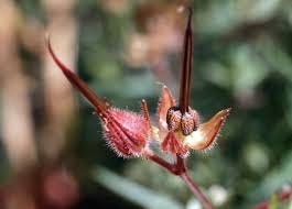 Attēlu rezultāti vaicājumam “Geranium robertianum fruit”