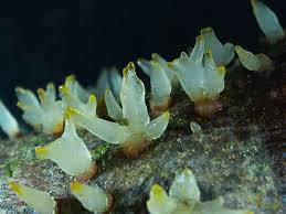 Attēlu rezultāti vaicājumam “Calocera pallidospathulata”