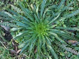 Image result for Reseda luteola