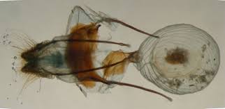 Attēlu rezultāti vaicājumam “Hemaris tityus”