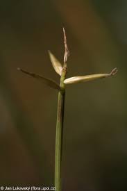 Attēlu rezultāti vaicājumam “Carex pauciflora”