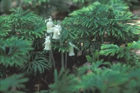 Attēlu rezultāti vaicājumam “Plantago uniflora flower”
