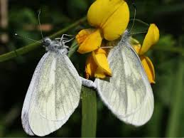 Attēlu rezultāti vaicājumam “Leptidea sinapis”