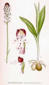 Attēlu rezultāti vaicājumam “Orchis ustulata”
