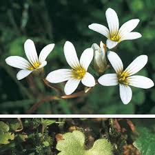Attēlu rezultāti vaicājumam “Saxifraga granulata leaf”