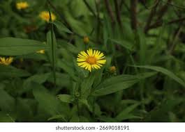 Attēlu rezultāti vaicājumam “Inula britannica flower”