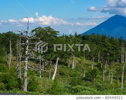 Attēlu rezultāti vaicājumam “Abies mariesii”