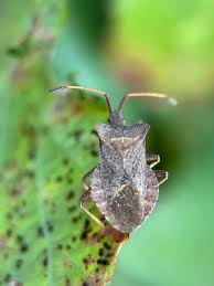 Attēlu rezultāti vaicājumam “Coreus marginatus imago”