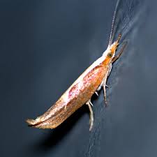 Attēlu rezultāti vaicājumam “Ypsolopha dentella”