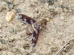 Attēlu rezultāti vaicājumam “Exoprosopa capucina”