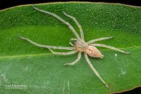 Attēlu rezultāti vaicājumam “Cheiracanthium sp.”