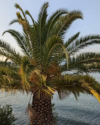 Image result for Old Wulfrunians Hockey Club