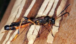 Attēlu rezultāti vaicājumam “Necydalis major”