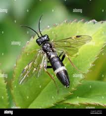 Attēlu rezultāti vaicājumam “Allantus cinctus”