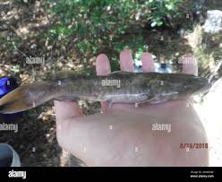 Image result for Pylodictis olivaris