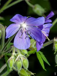 Attēlu rezultāti vaicājumam “Geranium pratense leaf”