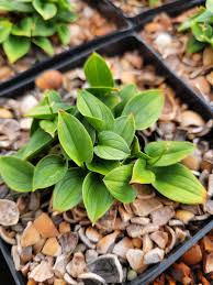 Attēlu rezultāti vaicājumam “Maianthemum bifolium”