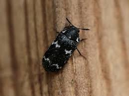 Attēlu rezultāti vaicājumam “Megatoma undata”