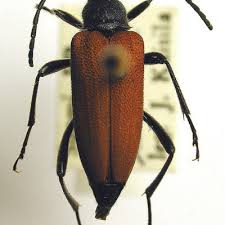 Attēlu rezultāti vaicājumam “Anastrangalia sanguinolenta”