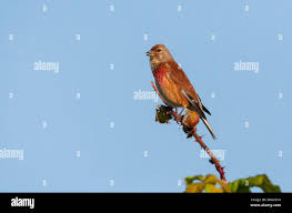 Attēlu rezultāti vaicājumam “Carduelis cannabina adult”