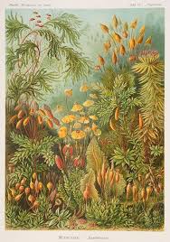 Image result for ernst haeckel