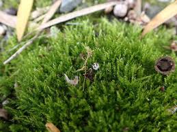 Attēlu rezultāti vaicājumam “Amblystegium serpens”