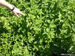 Attēlu rezultāti vaicājumam “Galeopsis tetrahit leaf”