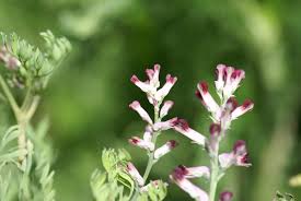 Attēlu rezultāti vaicājumam “Fumaria officinalis flower”