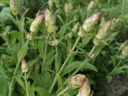 Image result for Salbei