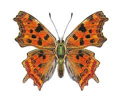 Attēlu rezultāti vaicājumam “Polygonia c-album upperside”