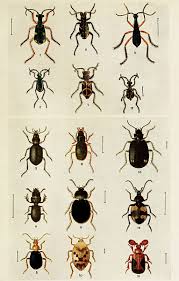 Attēlu rezultāti vaicājumam “Insecta”