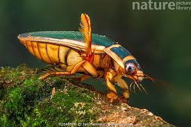 Attēlu rezultāti vaicājumam “Dytiscus marginalis”