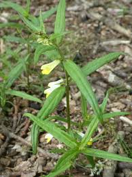 Attēlu rezultāti vaicājumam “Melampyrum pratense leaf”