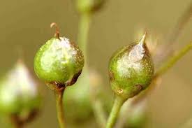 Attēlu rezultāti vaicājumam “Scrophularia nodosa fruit”