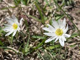 Attēlu rezultāti vaicājumam “Ochropsora ariae”