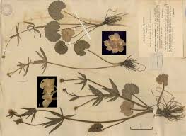 Attēlu rezultāti vaicājumam “Ranunculus mendax”