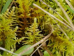 Attēlu rezultāti vaicājumam “Pseudoscleropodium purum”