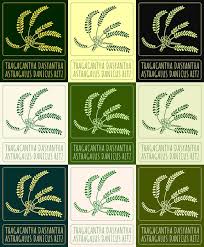 Attēlu rezultāti vaicājumam “Astragalus danicus leaf”