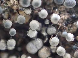 Attēlu rezultāti vaicājumam “Collaria arcyrionema macro”