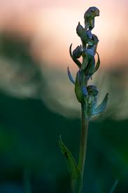 Attēlu rezultāti vaicājumam “Coeloglossum viride leaf”