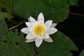 Attēlu rezultāti vaicājumam “Nymphaea alba”