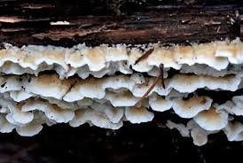 Attēlu rezultāti vaicājumam “Plicatura nivea”